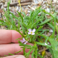 Cakile maritima baltica