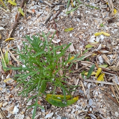 Cakile maritima baltica