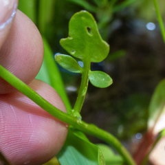 Cardamine breweri