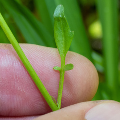 Cardamine breweri