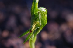 Pterostylis tasmanica