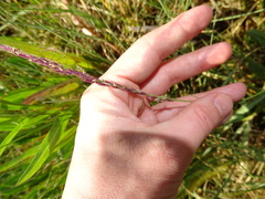 Elymus athericus