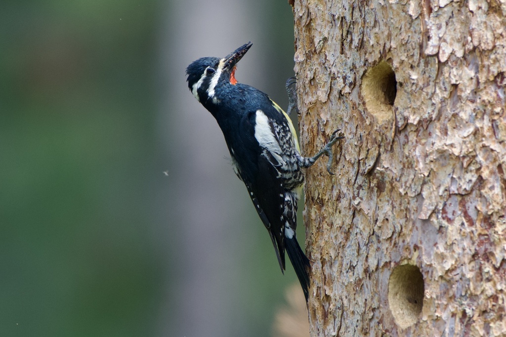 Williamson's Sapsucker (Woodpeckers of the US) · iNaturalist