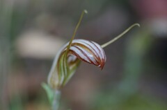 Pterostylis truncata