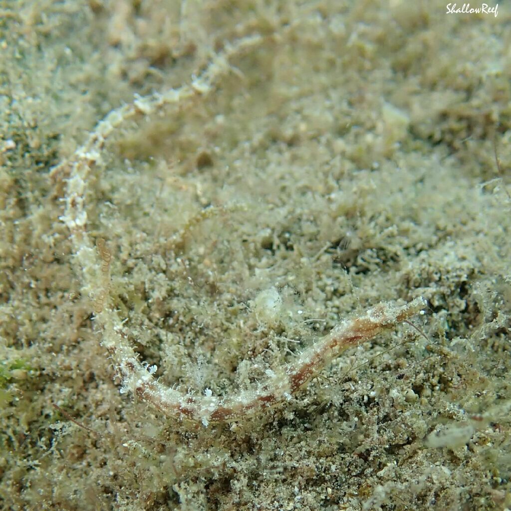 Edmondson's pipefish (Halicampus edmondsoni) — Syngnathidae