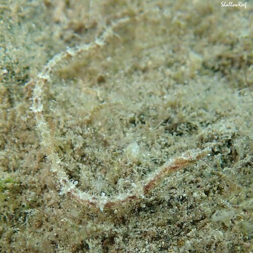 Edmondson's pipefish (Halicampus edmondsoni) — Syngnathidae