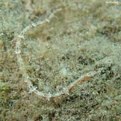 Halicampus edmondsoni