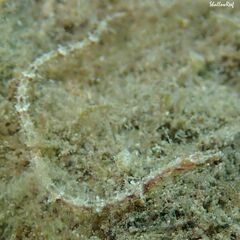 Halicampus edmondsoni