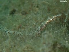 Halicampus edmondsoni