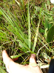 Sporobolus anglicus