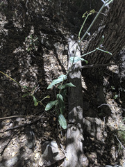 Streptanthus campestris