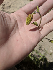 Aquilegia formosa