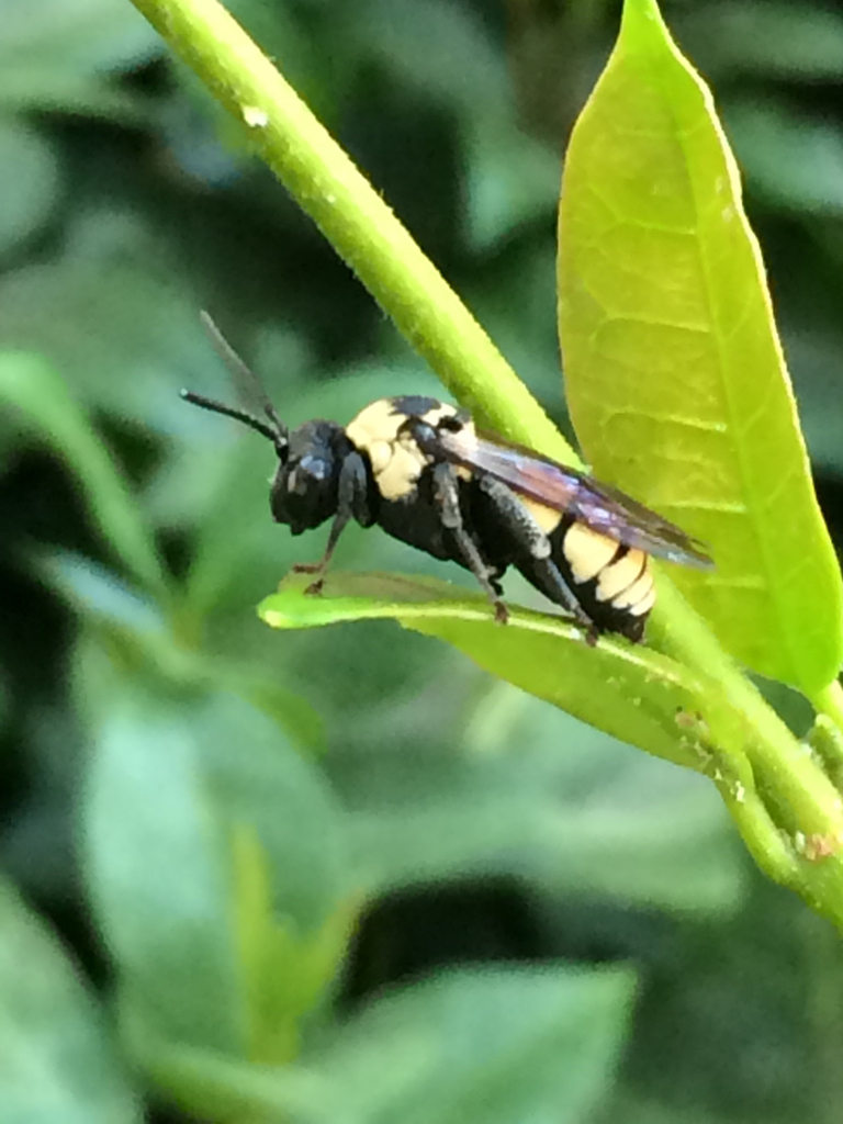 Concave Cuckoo Nomad Bee