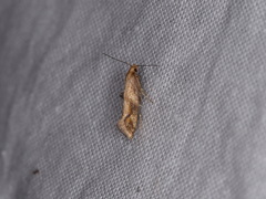 Epermenia falciformis