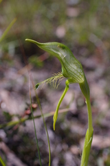 Pterostylis unicornis