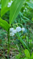 Convallaria majalis