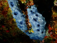Dysideidae