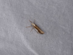 Ypsolopha parenthesella