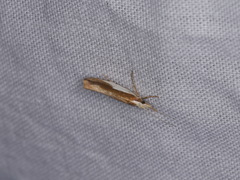 Ypsolopha parenthesella