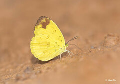 Eurema simulatrix tecmessa
