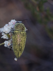 Gyascutus carolinensis