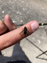 Tachina ursina