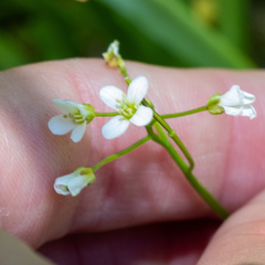 Cardamine breweri