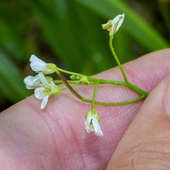Cardamine breweri