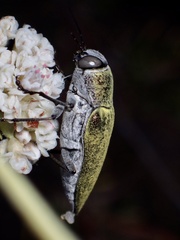 Gyascutus carolinensis