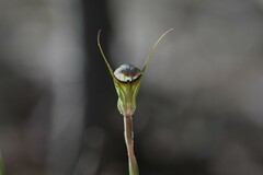 Pterostylis × toveyana