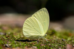 Gandaca harina distanti