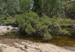 Melaleuca trichostachya