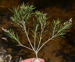 Melaleuca trichostachya