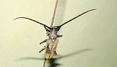 Batocera rufomaculata