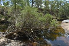 Melaleuca trichostachya