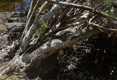 Melaleuca trichostachya