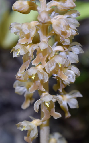 bird's-nest orchid