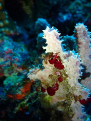 Dysideidae