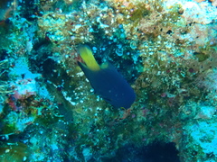 Pomacentrus philippinus