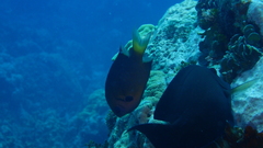 Pycnochromis pacifica