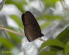 Euploea eyndhovii gardineri