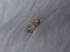 Swammerdamia pyrella