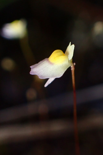 Utricularia bisquamata (Utricularia bisquamata)