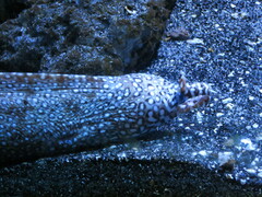 Enchelycore pardalis