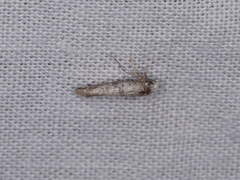 Swammerdamia pyrella