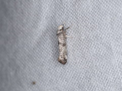Swammerdamia pyrella