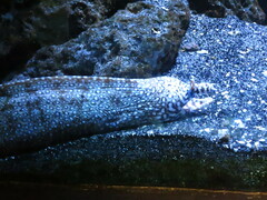 Enchelycore pardalis