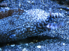 Enchelycore pardalis