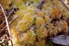 Sphagnum strictum