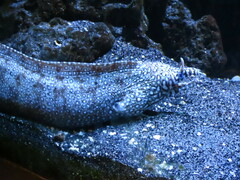 Enchelycore pardalis